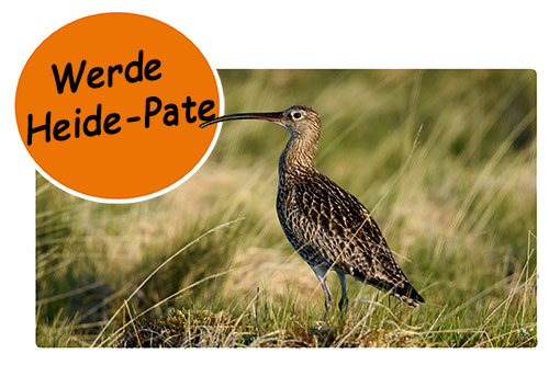 heide-pate
