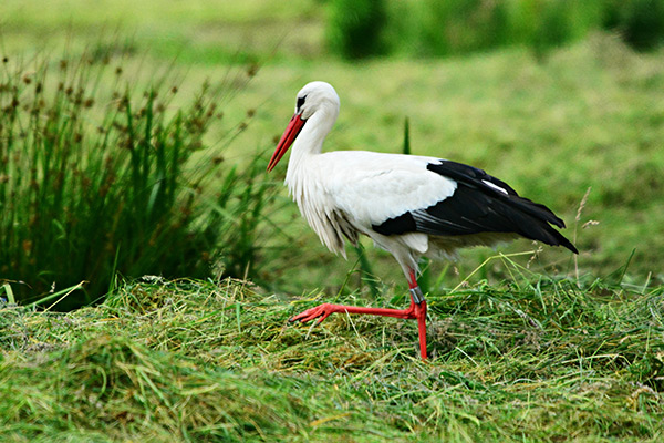 storch